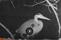 Blue Heron Video