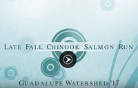 Fall Salmon run