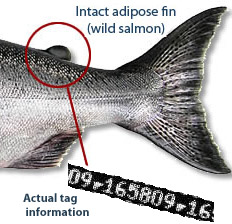salmon tag info